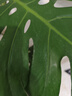 愛(ài)優(yōu)尚龜背竹盆栽客廳室內辦公室大型綠植盆景凈化空氣吸甲醛源頭直發(fā) 曬單實(shí)拍圖