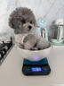 泰迪幼犬純種灰泰迪貴賓犬茶杯犬長(cháng)不大小體狗小型犬活體狗寵物狗 寵物級 灰泰迪 母 曬單實(shí)拍圖