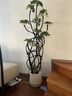 愛(ài)優(yōu)尚特級造型鴨腳木客廳大盆栽八方來(lái)財室內落地大型綠植高端源頭直發(fā) 曬單實(shí)拍圖