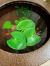 水培一葉蓮浮萍迷你水草凈化水質(zhì)魚(yú)缸造景睡蓮花水生水養花卉植物 一葉蓮 【3片裝】尺寸8-11厘米 曬單實(shí)拍圖