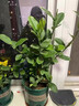 芃畔云南香櫞樹(shù)苗香櫞苗耐寒易成活盆栽庭院陽(yáng)臺四季常綠水果盆栽地栽 6年苗()苗 曬單實(shí)拍圖
