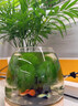簡(jiǎn)約日式木托透明玻璃魚(yú)缸水培植物生態(tài)迷你花瓶桌面插花造景擺件 木托玻璃魚(yú)缸【大號】 曬單實(shí)拍圖