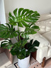 臨雅提根龜背竹綠植盆栽室內客廳桌面大型凈化空氣懶人好養活高級植物 提根龜背竹1.2-1.3m+圓柱樹(shù)脂盆 曬單實(shí)拍圖
