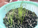 正宗山東章丘大蔥種子高產(chǎn)鐵桿蔥種蔬菜種子苗種籽四季小蔥籽菜籽 章丘大蔥種子約1000粒*2包【家庭種植推薦】 曬單實(shí)拍圖