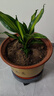 金心也門(mén)鐵樹(shù)大盆栽金邊巴西鐵 耐陰花卉木香龍血樹(shù)室內辦公植物 巴西鐵中盆—原盆原土+肥料 曬單實(shí)拍圖