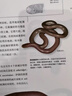 蛇類(lèi)博物館 蛇類(lèi)專(zhuān)家聯(lián)手巨獻 蛇類(lèi)博物大百科 獻給孩子的博物文庫 曬單實(shí)拍圖