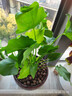 意軒春羽盆栽室內花卉水養水生綠植好養辦公室觀(guān)葉植物 春羽3株 不含盆 曬單實(shí)拍圖