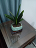 京云夢(mèng)君子蘭盆栽四季長(cháng)青綠植花卉吸甲醛10-12片青色財源滾滾源頭直發(fā) 曬單實(shí)拍圖
