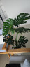 愛(ài)優(yōu)尚龜背竹盆栽客廳室內辦公室大型綠植盆景凈化空氣吸甲醛源頭直發(fā) 曬單實(shí)拍圖