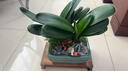 自然空間君子蘭盆栽樊韻長(cháng)方雙排綠植盆景+行舟+4簡(jiǎn)古+2營(yíng)養液 源頭直發(fā) 曬單實(shí)拍圖