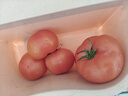 【頭茬新貨】浙江西紅柿水果番茄蔬菜減肥現摘現發(fā)自然成熟100g起 西紅柿4斤 （中大果100g+）12-16個(gè) 2000g 曬單實(shí)拍圖