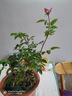 果汁陽(yáng)臺月季花苗四季開(kāi)花卉盆栽綠植物室內花易活玫瑰帶花苞庭院 天方夜譚【大花濃香，月月開(kāi)分枝多】 【帶花苞】【盆口徑15cm】原盆冠25高35 曬單實(shí)拍圖