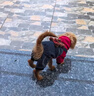 阿莫爾狗狗衣服秋冬加絨保暖小熊四腳衣中小型犬比熊博美冬天加厚背帶褲 小熊四腳衣 XL（建議10-14斤 參考胸圍背長(cháng)） 曬單實(shí)拍圖