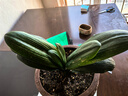 君子蘭盆栽帶花苞四季好養多肉花苗盆景客廳桌面老樁大苗花卉綠植 【巨劃算】8-11葉+營(yíng)養土+肥【不含盆】 曬單實(shí)拍圖