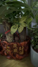 行湘發(fā)財樹(shù)盆栽綠植 精品大三桿發(fā)財樹(shù)+大號財源茂盛陶瓷盆 源頭直發(fā) 曬單實(shí)拍圖