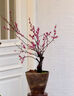梅花盆栽帶花苞紅梅朱砂梅盆景造型老樁花卉陽(yáng)臺耐寒冬天開(kāi)花好養 紅梅提根老樁帶造型3厘米粗【帶花芽】 曬單實(shí)拍圖