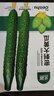 北蔬 大黃瓜種子種苗綠肉密刺青瓜早熟蔬菜種籽 密刺大黃瓜種子100粒 曬單實(shí)拍圖