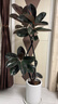 植男植女黑金剛橡皮樹(shù)真大型落地盆栽客廳室內綠植高檔級感源頭直發(fā) 曬單實(shí)拍圖