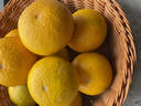 南步浙江慶元甜桔柚 麗水特產(chǎn)甜橘柚黃金貢柚非建陽(yáng)新鮮水果年貨送禮 10斤 精選大果【單果80mm+】禮盒 曬單實(shí)拍圖