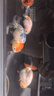 森悠（SARYOR）蘭壽金魚(yú)活魚(yú)小型國粹精品冷水魚(yú)好養招財潘氏奶牛玉兔水墨觀(guān)賞魚(yú) 混搭中號蘭壽 6-8CM3條 曬單實(shí)拍圖