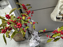 臨雅北美冬青盆栽老樁帶果樹(shù)苗紅果真花室內室外切花盆景好養花卉植物 A+級北美冬青120#盆 曬單實(shí)拍圖