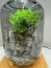 封茗【生命之樹(shù)】生態(tài)瓶苔蘚微景觀(guān)青苔造景缸植物辦公室綠植桌面盆栽 生命之樹(shù)小貓釣魚(yú)+植物燈+換水器 曬單實(shí)拍圖
