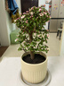 花翁盆栽花卉綠植物老樁盆景 棒棒糖金枝玉葉3年+羅馬柱瓷盆源頭直發(fā) 曬單實(shí)拍圖