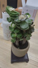 花翁室內客廳多肉綠植物花卉盆栽玉錦金錢(qián)木老樁（圈紋瓷盆）源頭直發(fā) 曬單實(shí)拍圖