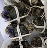 【活蟹】陽(yáng)澄聯(lián)合鮮活大閘蟹現貨公3.5-3.8兩 母2.5-2.8兩 4對8只螃蟹年貨禮盒源頭直發(fā) 曬單實(shí)拍圖