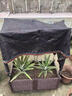 花木農鳳梨苗正宗地菠蘿苗金鉆鳳梨苗庭院陽(yáng)臺盆栽地栽種植結果帶根帶土 金鉆鳳梨苗5棵帶根發(fā)貨 曬單實(shí)拍圖