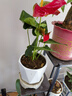 小冤家特級紅掌鴻運當頭盆栽綠植花卉室內客廳好養四季開(kāi)花白掌一帆風(fēng)順 特級大號紅掌1株原盆+肥料 含盆 曬單實(shí)拍圖