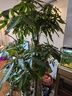 臨雅特級步步高發(fā)財樹(shù)三桿客廳大盆栽大型綠植喬遷新居辦公室開(kāi)業(yè)送禮 【旗艦款】步步高1.5-1.6米+塑料福字盆 曬單實(shí)拍圖