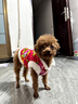 貝初眾狗狗衣服冬季保暖寵物貓咪小狗衣服中小型犬秋冬裝泰迪比熊雪納瑞 東北大花棉襖-喜慶唐裝 M-胸圍40 背長(cháng)30  建議5-8斤寵物 曬單實(shí)拍圖