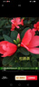 四季杜鵑紅山茶花帶花濃香型盆栽室內外陽(yáng)臺庭院觀(guān)賞花卉綠植好養 四季山茶花帶花60cm 不含盆 曬單實(shí)拍圖