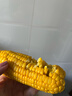 佳農寶菜山東新鮮水果玉米帶綠皮單根200g+凈重4.6斤4-7根源頭直發(fā) 曬單實(shí)拍圖