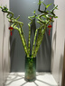 京云夢(mèng)轉運竹盆栽綠植居家水培植物四季花卉70cm不含盆10根源頭直發(fā) 曬單實(shí)拍圖