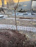 杏樹(shù)苗杏子苗巨杏子樹(shù)苗杏樹(shù)樹(shù)苗南北方種植庭院地栽盆栽果樹(shù)苗 紅杏子 5年苗（結果苗） 曬單實(shí)拍圖
