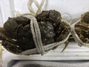 【活蟹】湖中秋色鮮活大閘蟹螃蟹現貨公5.0-5.3母4.0-4.3兩4對去繩足重送禮盒 源頭直發(fā) 曬單實(shí)拍圖