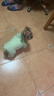 MIKI PAD狗狗衣服秋冬季狗狗羽絨服保暖四腳寵物棉服新款小型幼犬加絨加厚 【云朵輕棉服】綠/可牽引 XL胸圍47cm（按照胸圍購買(mǎi)/參考體重8.5-12斤） 曬單實(shí)拍圖