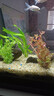 寵小俠水草植物魚(yú)缸真草造景生態(tài)全套擺件養魚(yú)增氧鋪底陰性水培凈化綠植 蜈蚣草+紅宮廷+綠宮廷【經(jīng)典搭配】 曬單實(shí)拍圖