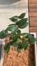 茶花樹(shù)苗四季香妃花卉盆栽易活四季山茶花帶花苞花苗好養耐寒綠植 十八學(xué)士4年苗【40-50厘米高】包活包對版 曬單實(shí)拍圖