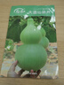 壽禾 大葫蘆種子苗四季觀(guān)賞盆栽種植花草種籽 濰豐大酒仙葫蘆種子15粒 曬單實(shí)拍圖