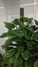 愛(ài)優(yōu)尚大葉綠蘿柱盆栽客廳大型綠植辦公室內除甲醛凈化空氣綠籮源頭直發(fā) 曬單實(shí)拍圖