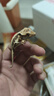 SMVP豹紋睫角守宮活物蜥蜴活體爬寵肥尾石龍子鬃獅蜥十字嶺樹(shù)蜥藍舌 睫角守宮（健康全品隨機發(fā)） 曬單實(shí)拍圖