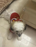 阿莫爾狗狗衣服寵物秋冬新年喜慶醒獅保暖加厚泰迪博美比熊中小型犬衣服 新年唐裝-非遺舞獅【親膚保暖】 L【建議7-10斤 具體參考胸圍背長(cháng)】 曬單實(shí)拍圖