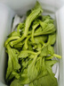 山東新鮮冰草冰菜沙拉菜非洲冰菜火鍋即食生吃生菜送沙拉醬西餐廳 冰草4斤【清晨采摘+帶沙拉醬】 曬單實(shí)拍圖