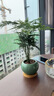 iosn小文竹植物盆栽室內辦公室擺件茶書(shū)房桌面綠植花卉好養客廳小盆景 文竹+紛白冰裂陶瓷盆+竹托 曬單實(shí)拍圖