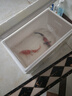 欣錦寵錦鯉活體日本純種昭和白寫(xiě)觀(guān)賞魚(yú)進(jìn)口精品錦鯉活魚(yú)淡水魚(yú)苗冷水魚(yú) 紅白錦鯉 21-24cm 曬單實(shí)拍圖