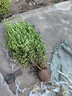 大葉黃楊球樹(shù)苗庭院綠化帶冬青球形小葉女貞瓜子金森園林工程苗木 大葉黃楊球_冠幅60cm左右 81cm(含)-110cm(含) 曬單實(shí)拍圖