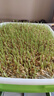 花友秀 小麥種子麥苗榨汁芽苗菜種子無(wú)土水培栽培紙上種菜陽(yáng)臺 榨汁小麥籽500克 曬單實(shí)拍圖